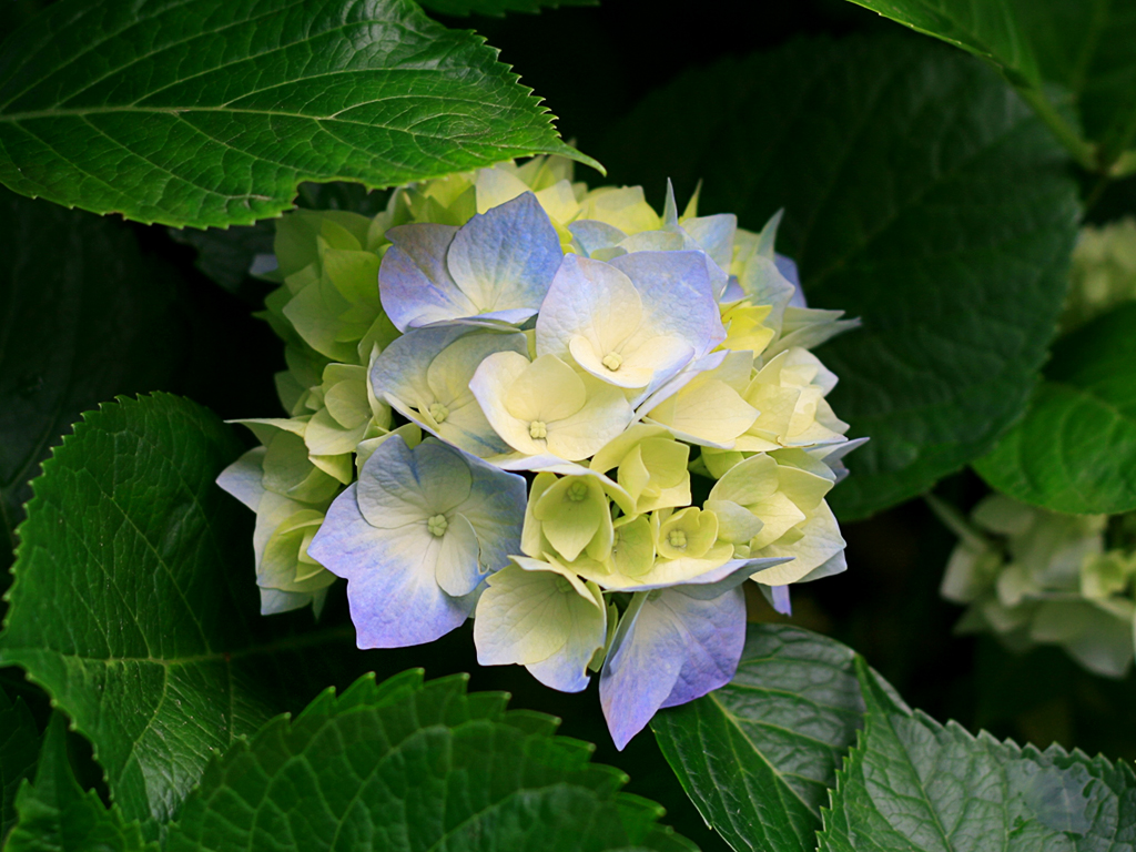 https://www.hzps.hlc.edu.tw/uploads/tadgallery/2009_03_12/11_Hydrangeas.jpg Photo Test.