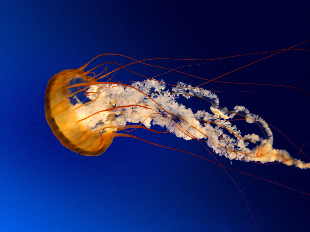 https://www.hzps.hlc.edu.tw/uploads/tadgallery/2009_03_12/12_Jellyfish.jpg Photo Test.
