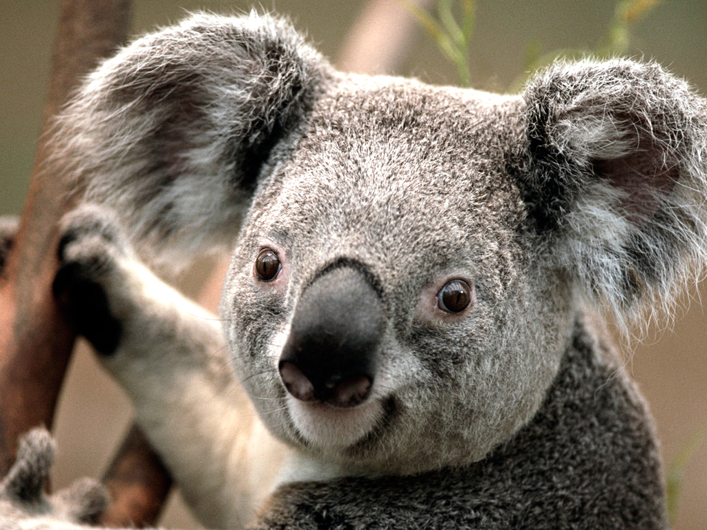 https://www.hzps.hlc.edu.tw/uploads/tadgallery/2009_03_12/13_Koala.jpg Photo Test.